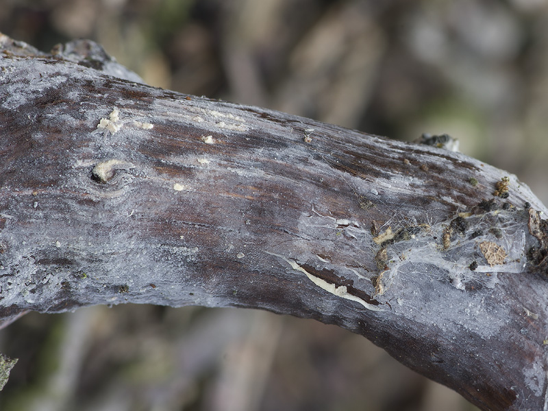 Sistotrema oblongisporum